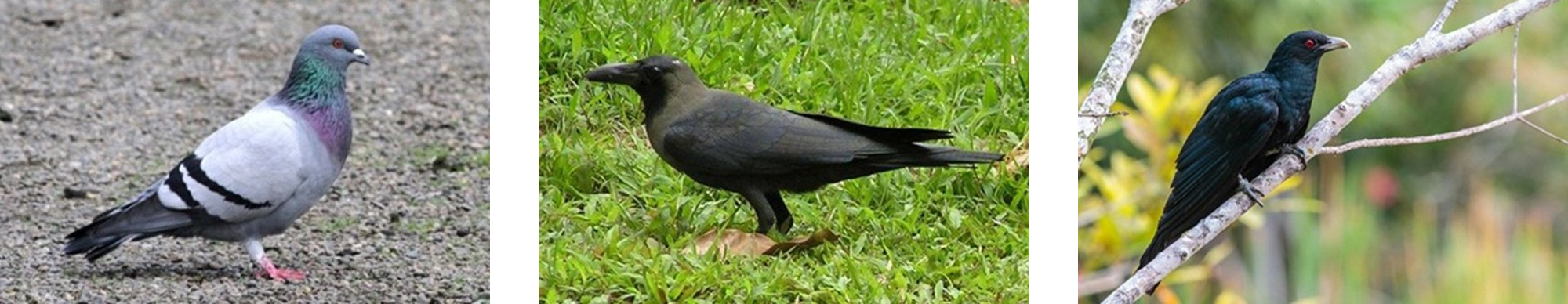Three separate pictures showing a pigeon on the ground, a crow on grass, and an Asian koel perched on a tree branch..